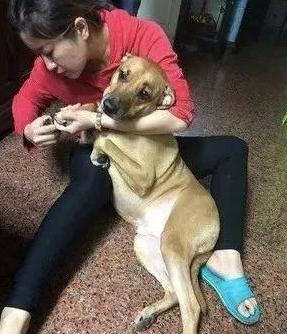 怎么顺利的让狗狗大战我，怎么正确的给狗狗剪指甲（主人做这几件事）