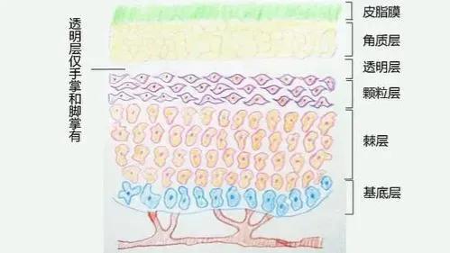 腿上有白色的皮屑，冬天腿上有白色的皮屑