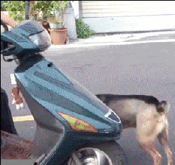 狗狗睡姿看性格，从狗狗睡姿判断狗狗性格