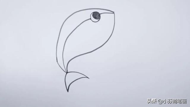 大鲨鱼简笔画简单又好看，海里最凶猛的大白鲨绘画步骤