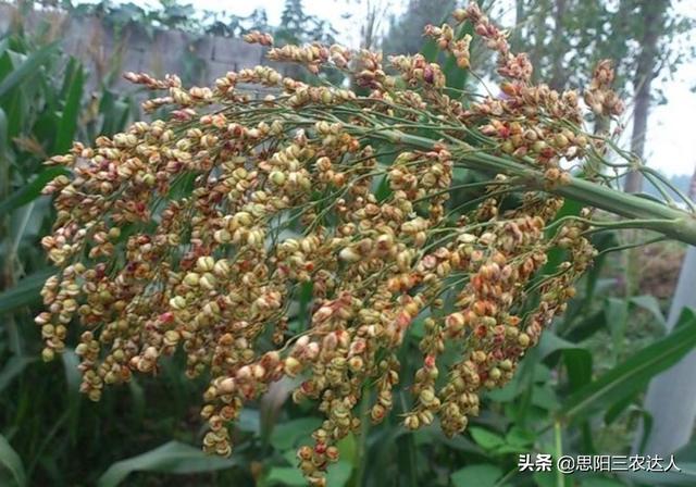 高梁高产栽培技术，高粱怎么种植能高产（高粱高产栽培技术）
