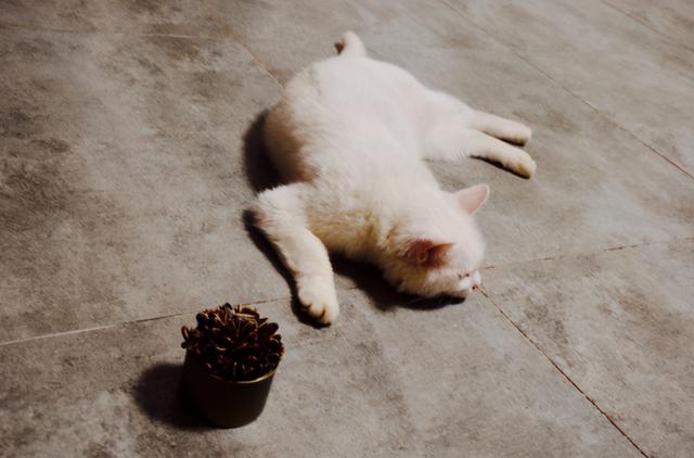 怎么解决猫咪挑食的问题，改善挑食，是一场人猫拉锯战