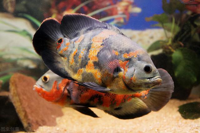 逼格高的热带鱼，10种最有异国情调的热带鱼