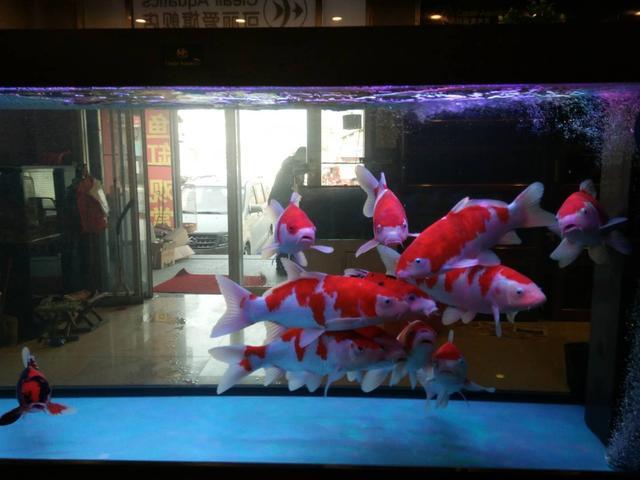 观赏鱼多久喂一次食，观赏鱼要多久喂一次