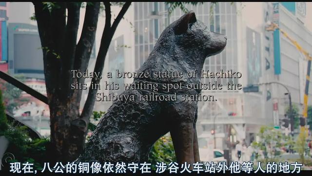 关于萌宠的电影有哪些，萌老大小安利丨这些关于宠物的电影你肯定没看过