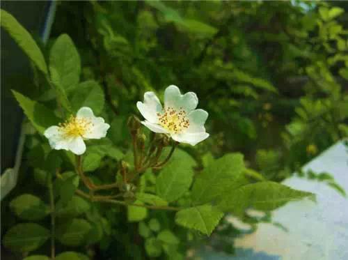 园林景观植物经验分享，风景园林设计中植物造景的3点经验总结