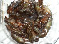 怎么炒小龙虾好吃又简单的做法，在家就能吃过瘾的小龙虾做法大全