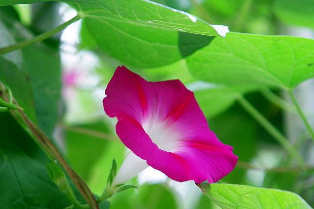 一朝看尽长安花，一日看尽长安花全诗及赏析