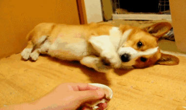 养狗狗需要注意什么事项，这几种养狗方式