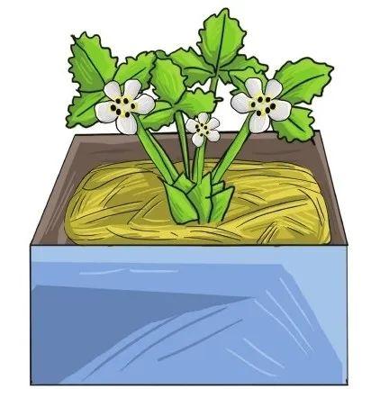 家中草莓怎么叶子会干，草莓喜欢湿润却极易患病