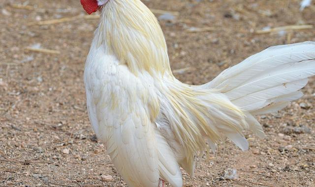 成都的四大特产是什么，四川成都这四种特产