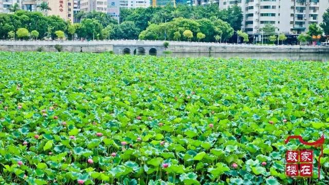 福州美丽的西湖公园，福州小苏杭福州这座公园