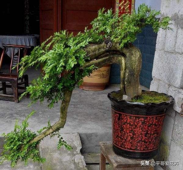 教师节送什么花给老师，教师节最好送什么花给老师