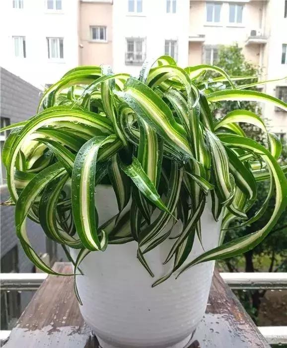  吊兰有几种品种，5种非常特别的吊兰品种