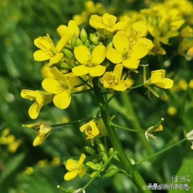 福州公园有什么花，6.5万花朵齐盛开
