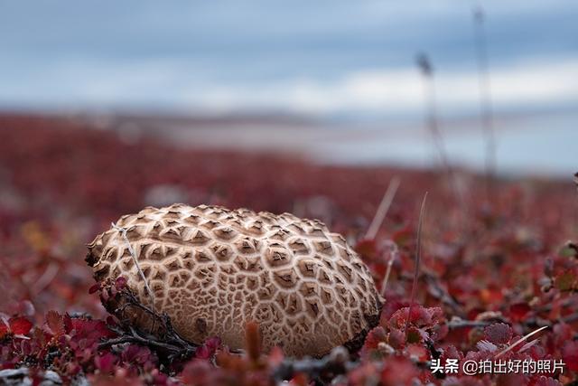 北极圈唯一一个不冷的地方，北极圈内的美丽岛屿