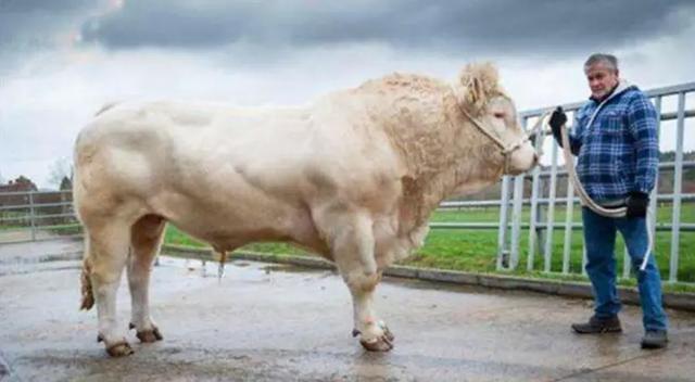 兰博基尼大牛多少钱一辆，最贵的大牛兰博基尼（兰博基尼新款大牛Revuelto也许这才大家心驰神往的混动超跑）