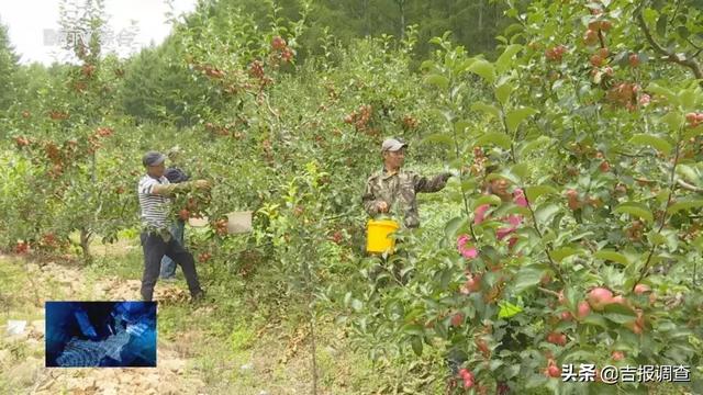 丰县苹果迎丰收硕果累累满枝头，王沟镇红富士苹果大丰收