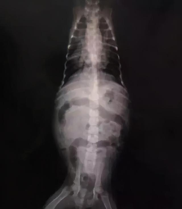 星期狗的特点和习惯，如果狗狗有这些特征