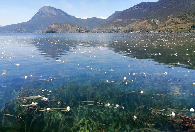 泸沽湖的海藻花几月份去最好，夏日云南美景可不止一点点