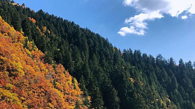人间仙境满山红叶，原来是峨眉山的树叶红了……