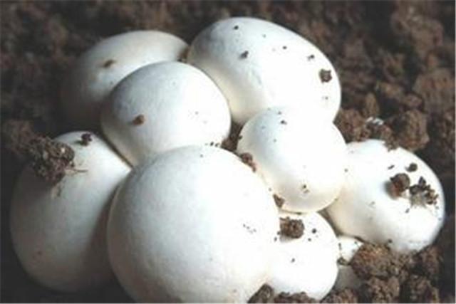 菌菇的栽培技术，蘑菇高效优质栽培技术要点