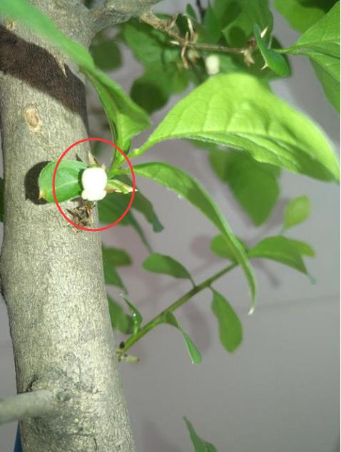 金弹子开花期间怎样管理，金弹子开花期间如何管理（金弹子进入花期）