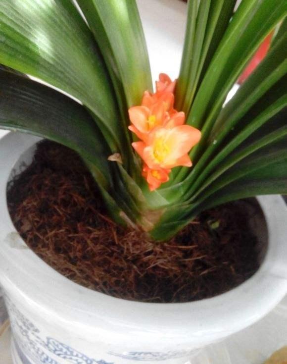 君子兰怎么浇水，君子兰的养殖方法和浇水方法