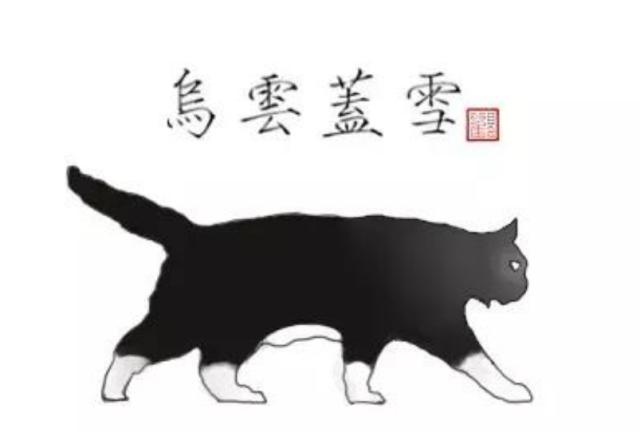 奶牛猫是什么品种，黑白猫跟奶牛猫怎么区分（都说别养奶牛猫）