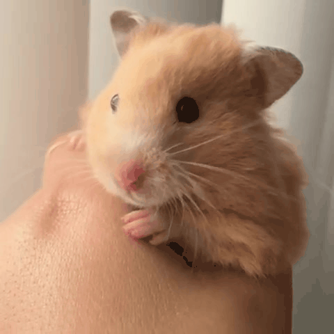 仓鼠信任主人的表现，仓鼠向主人抛媚眼