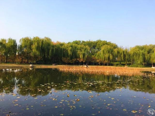 郑州周边免费景点，郑州最近免费旅游景点大全（不出郑州的8个赏花遛娃地）