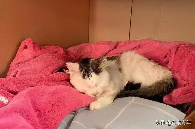 绿萝对猫有毒吗，猫咪吃了一口绿萝