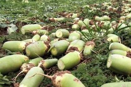 白萝卜选购技巧，白萝卜批发价格多少钱一斤