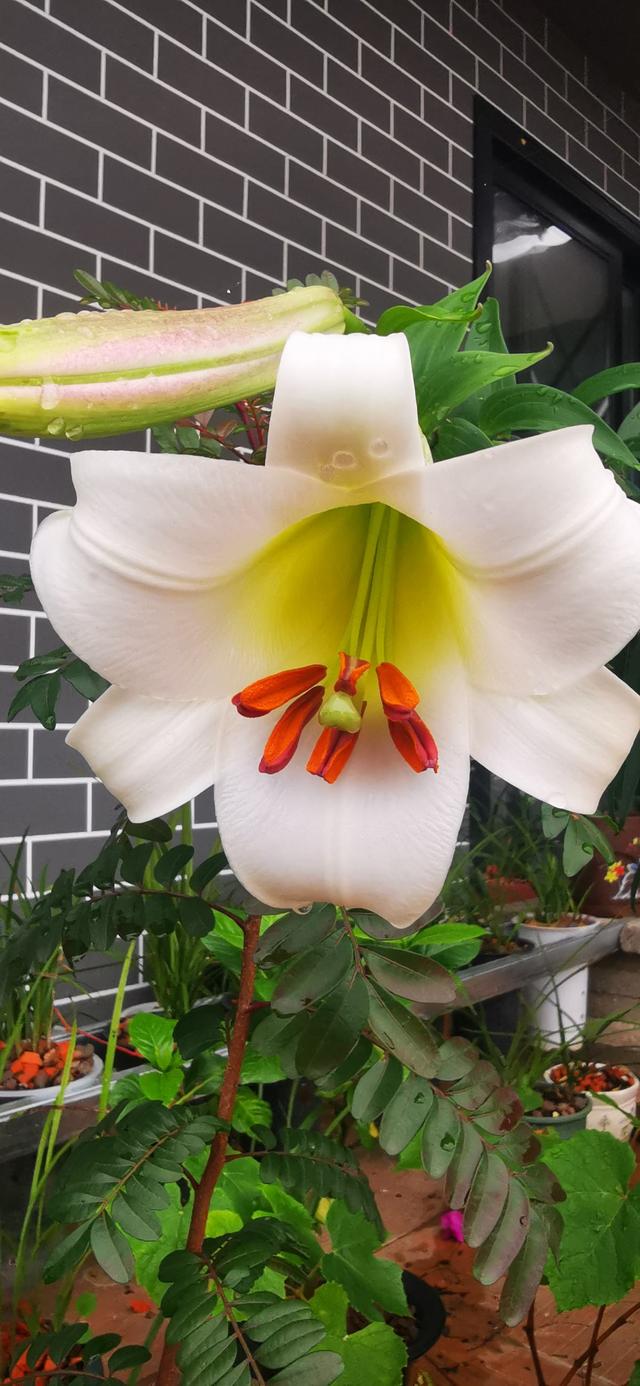 又是一年七夕，别只会送红玫瑰啦！这6种花，送给她更合适 情人节送什么礼物