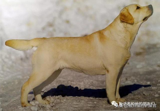 拉布拉多寻回犬，拉布拉多寻回犬（为什么叫拉布拉多为寻回犬呢）