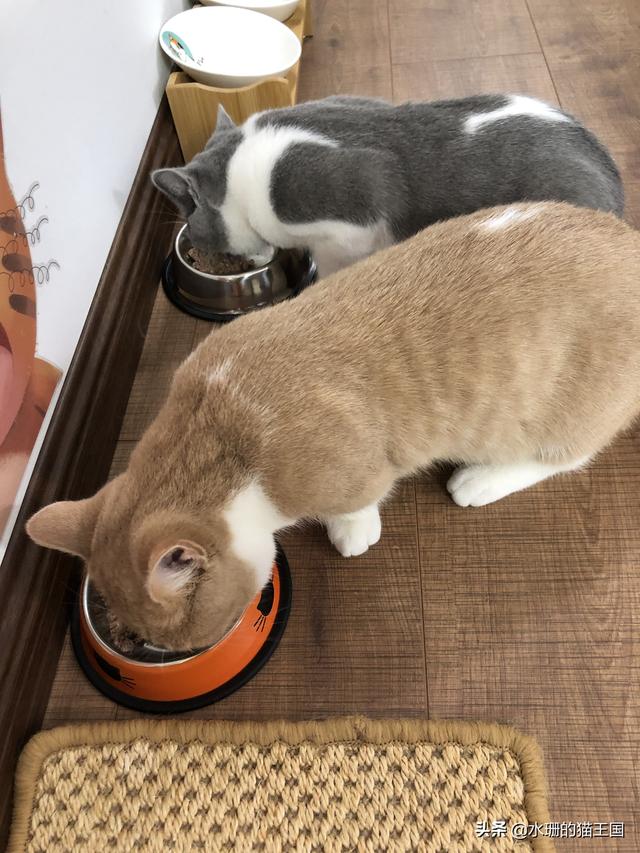 猫咪拉稀什么原因怎么治，猫咪拉稀是什么原因怎么治疗