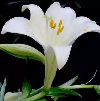 花语代表治愈的花，100种花的花语养养眼