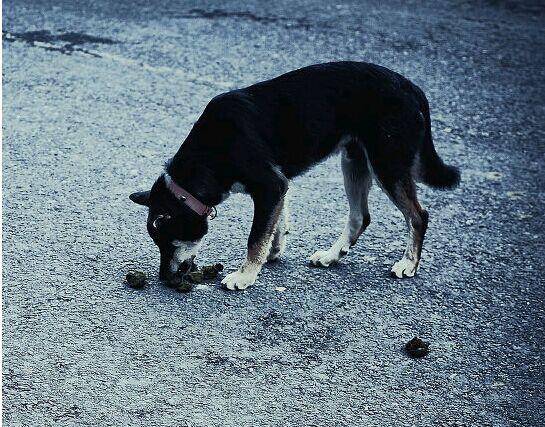 怎样教狗狗定点大小便呢，教狗狗定点大小便方法
