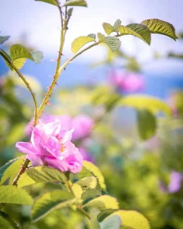 玫瑰与月季的区别，玫瑰和月季的主要区别（一篇文章告诉你它俩之间的差别）