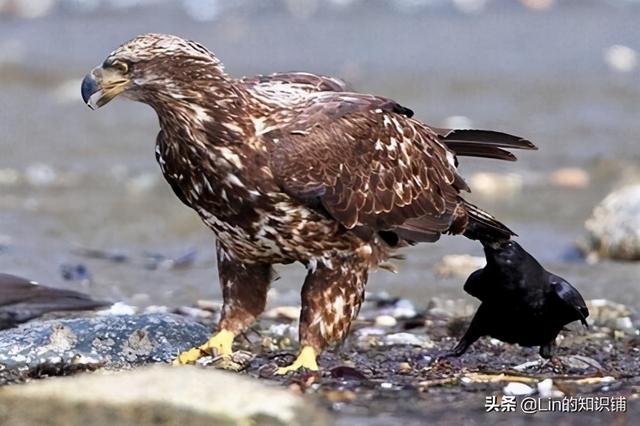 100个超级有趣的冷知识，100个实用有趣的冷知识（让你可以月入过万的副业）