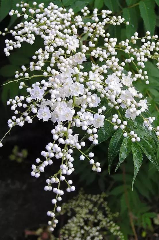 一年四季都有什么花开花期，100种花开时间表组图