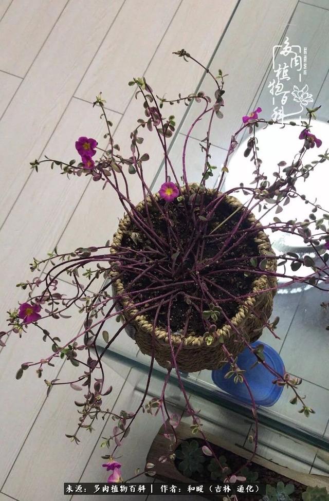 买肉，买肉的正确方法和注意事项