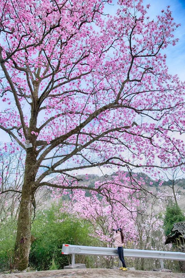 3月旅游的最佳地点，3月去什么地方旅游最好呢（三月份旅游一定要去的六个地方）