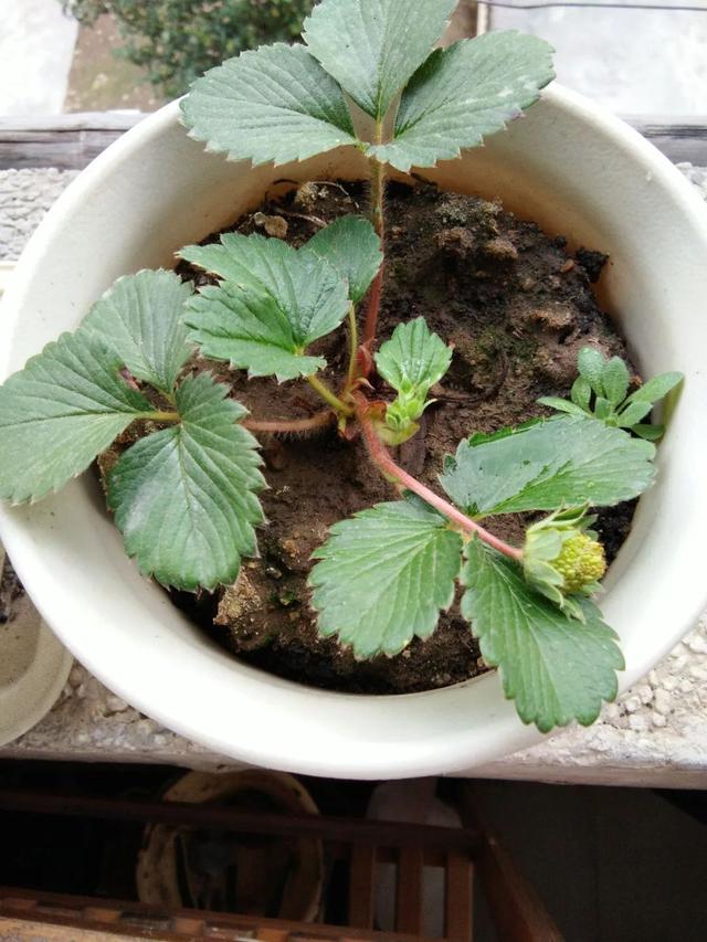 家中草莓怎么叶子会干，草莓喜欢湿润却极易患病