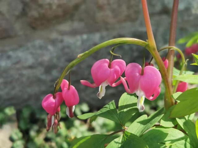 清明适合赏花的地方，纷纷春雨过后是最美人间四月天