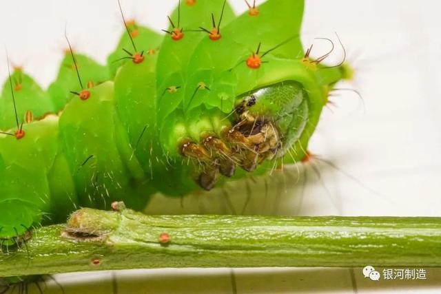 有哪些常见的飞蛾，自然记录蛾生一瞬