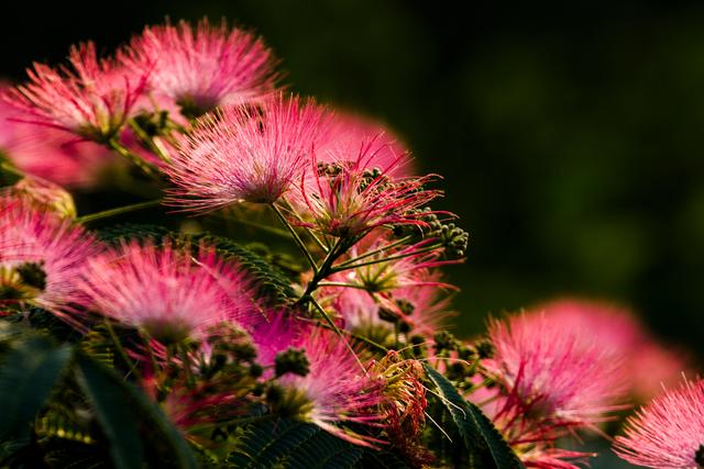 十大好看的花名称，名字还这么好听