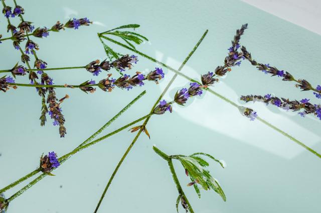 常见的盆栽紫色花有哪些，养花也要紧跟潮流