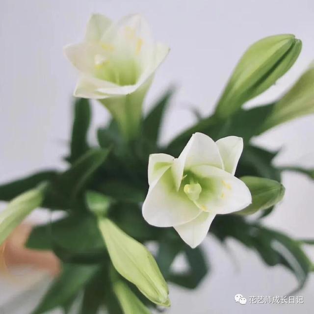 好看的重瓣百合，阳台养重瓣百合花