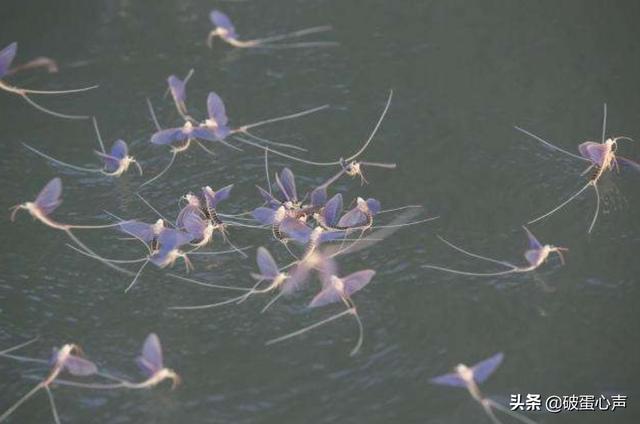 蜉蝣的生命意义，34朝生暮死